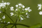 Sweet cicely <BR>Anise-root <BR>longstyle sweetroot